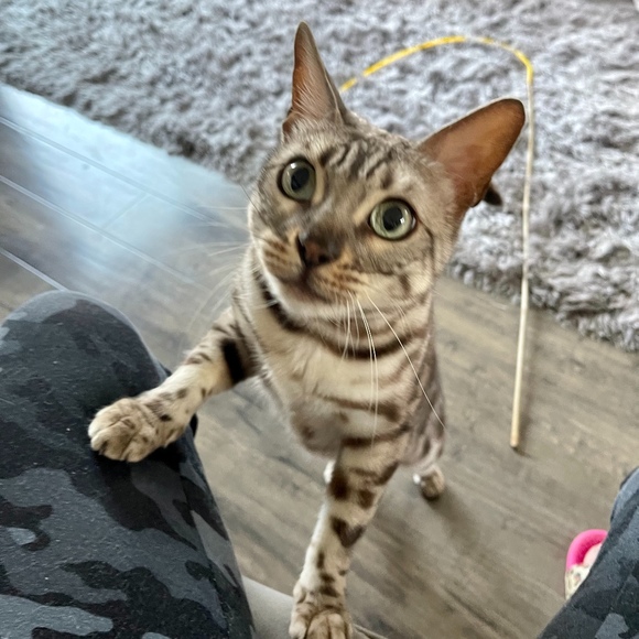 Meet your Posher, Debbie - Picture 1 of 1